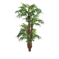 Arecapalme x5, ca 150cm, gruen, m. Cocos
