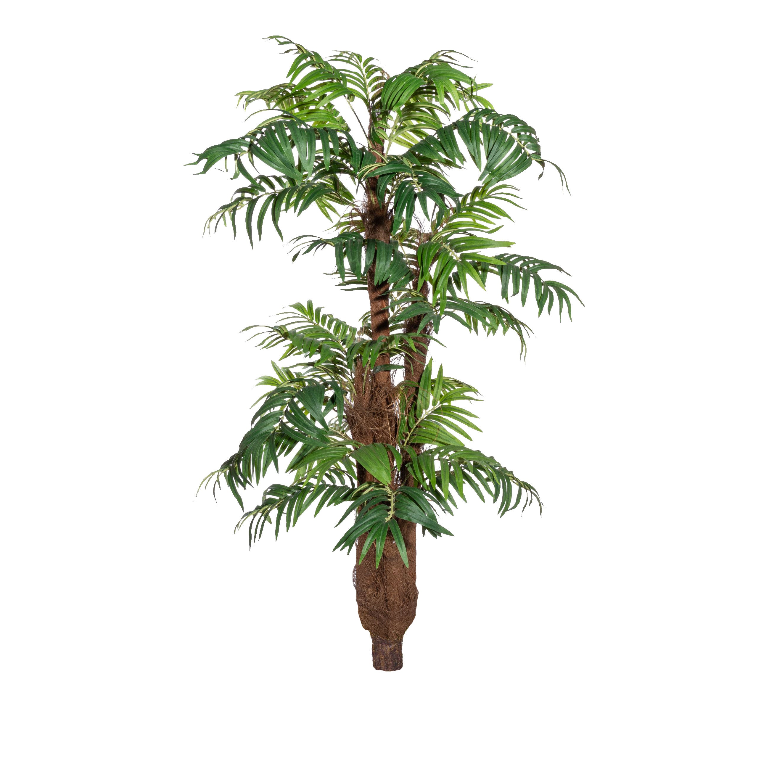 Arecapalme x5, ca 150cm, gruen, m. Cocos