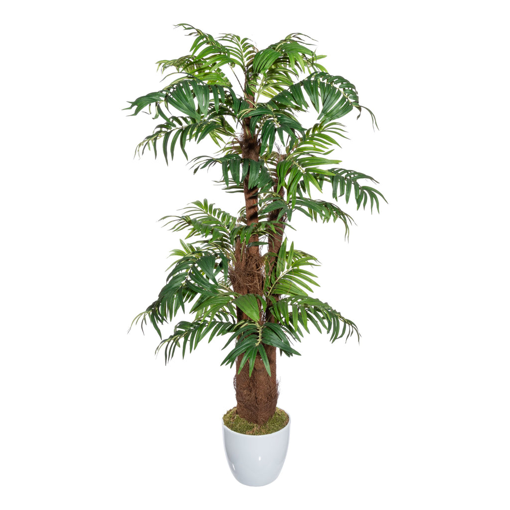 Arecapalme x5, ca 150cm, gruen, m. Cocos
