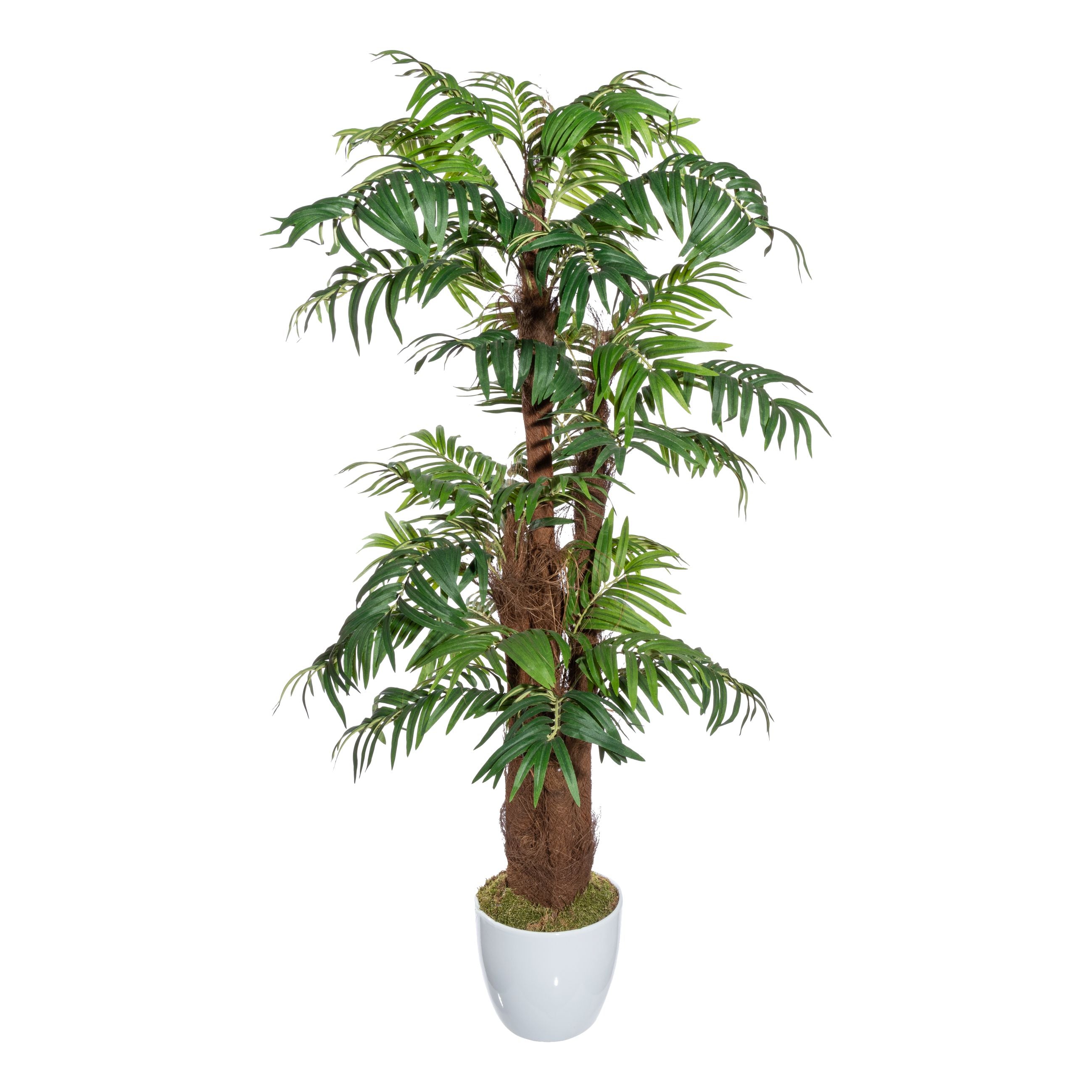 Arecapalme x5, ca 150cm, gruen, m. Cocos