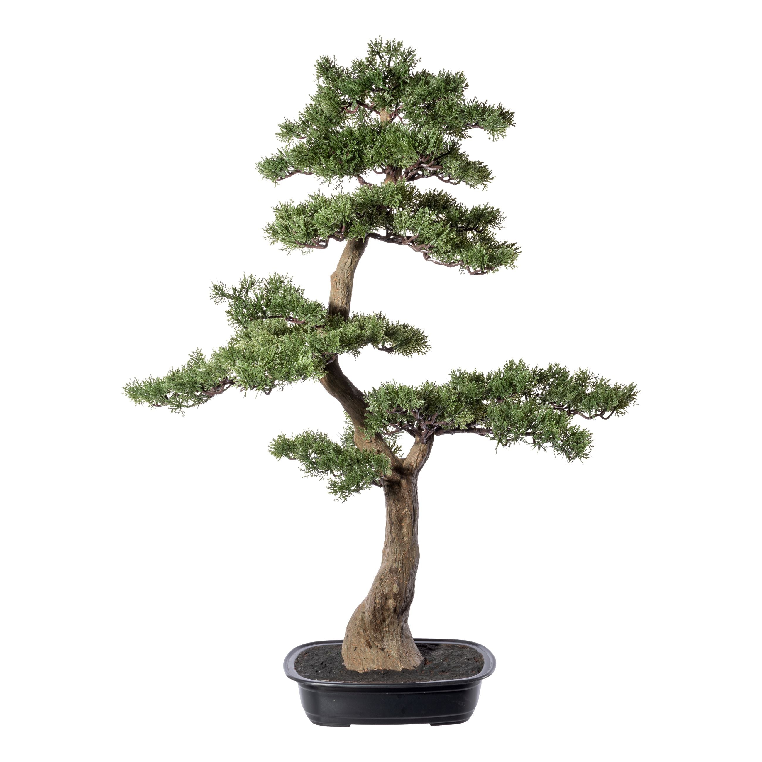 Bonsai Zeder ca 100x60cm, in Kunststoffschale 33x22x8cm, schwarz, Kunststoff
