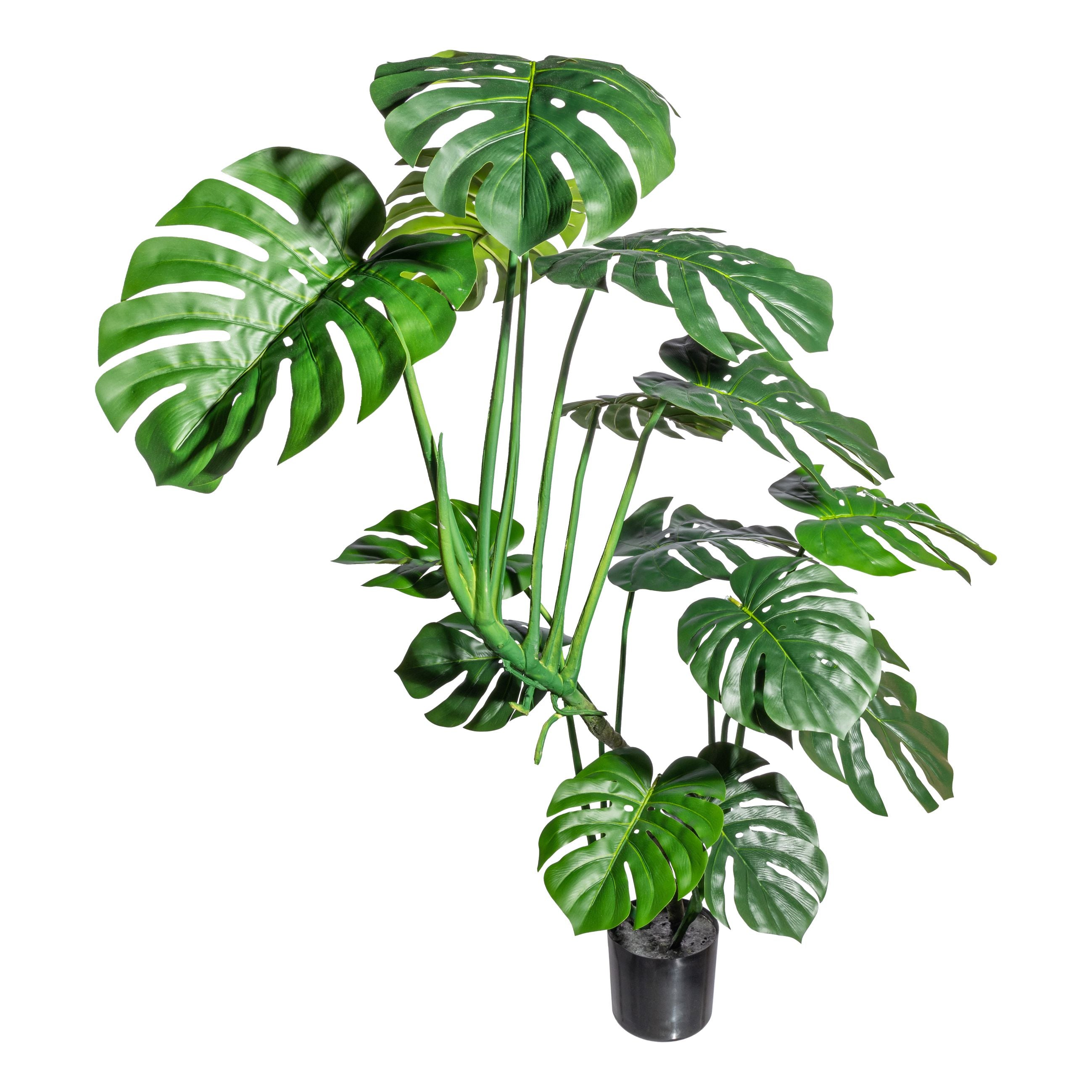 Splitphilodendron x3, 14 Blaetter,ca 120cm, gruen im schwarzen Kunststofftopf 17x15cm