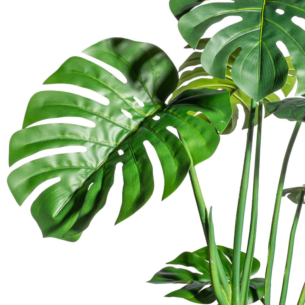 Splitphilodendron x3, 14 Blaetter,ca 120cm, gruen im schwarzen Kunststofftopf 17x15cm