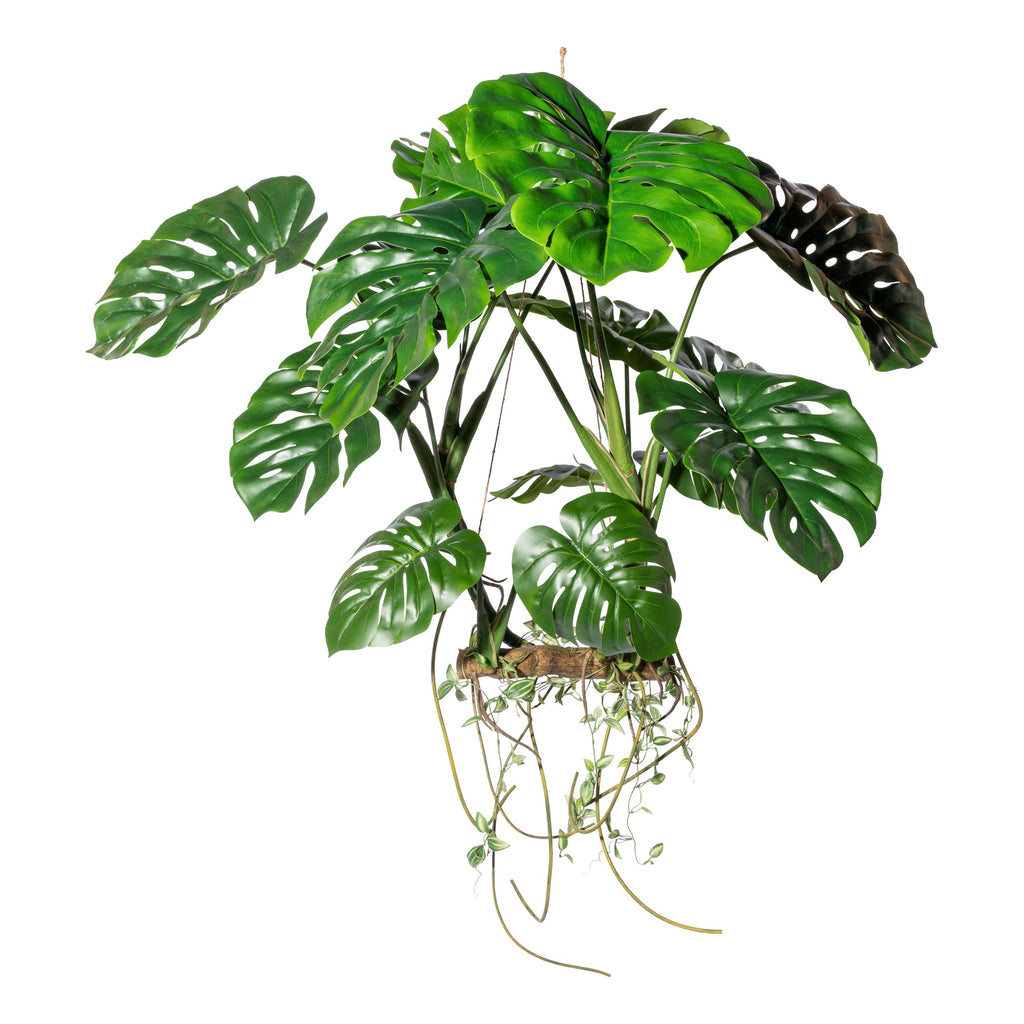 Splitphilodendron Haengeobjekt x15 Blaetter,H ca 100cm,mit Kunstholz,Wurzeln und Ranken