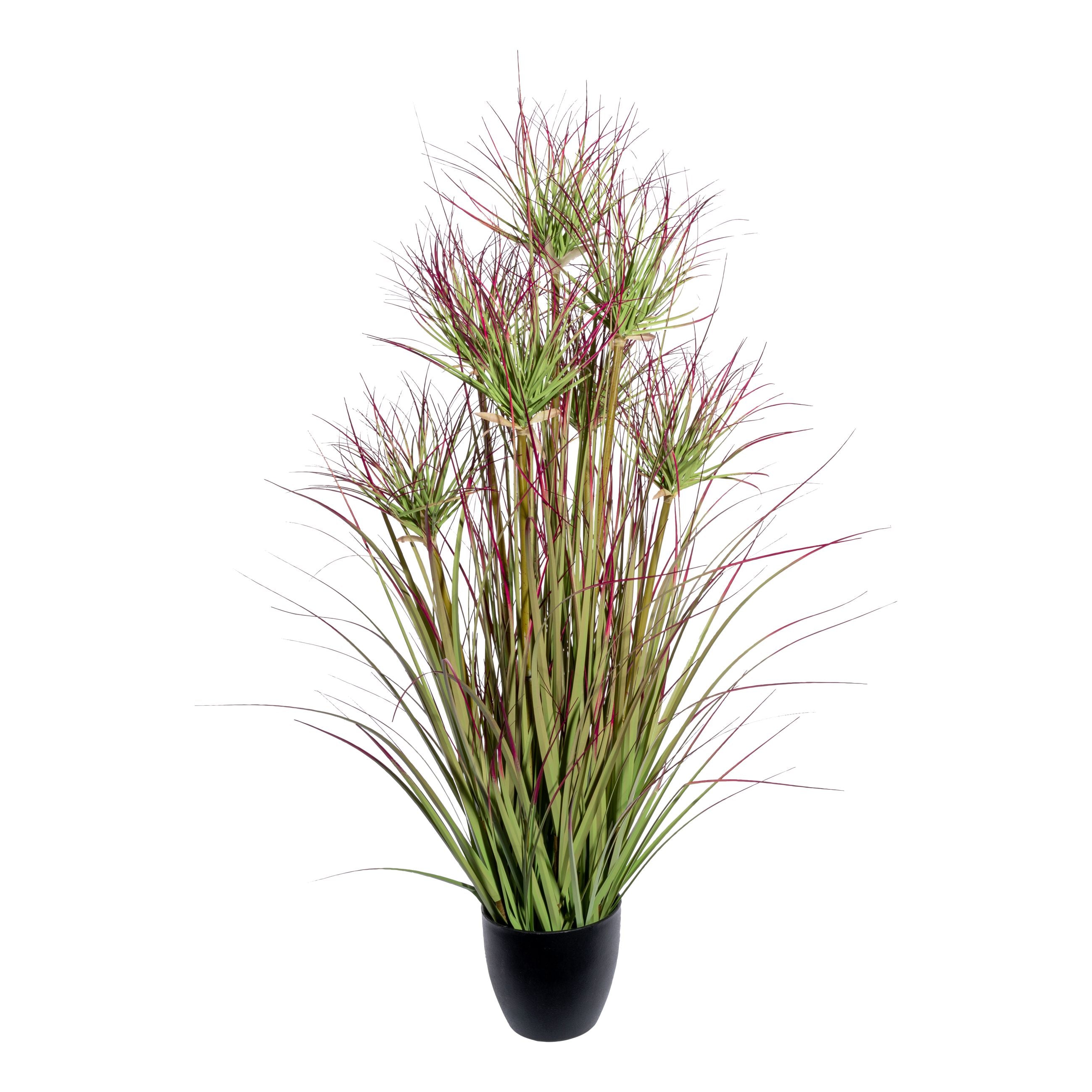 Zyperngrasbusch x7, ca 95cm gruenrot im Kunststofftopf schwarz 14x12,5cm