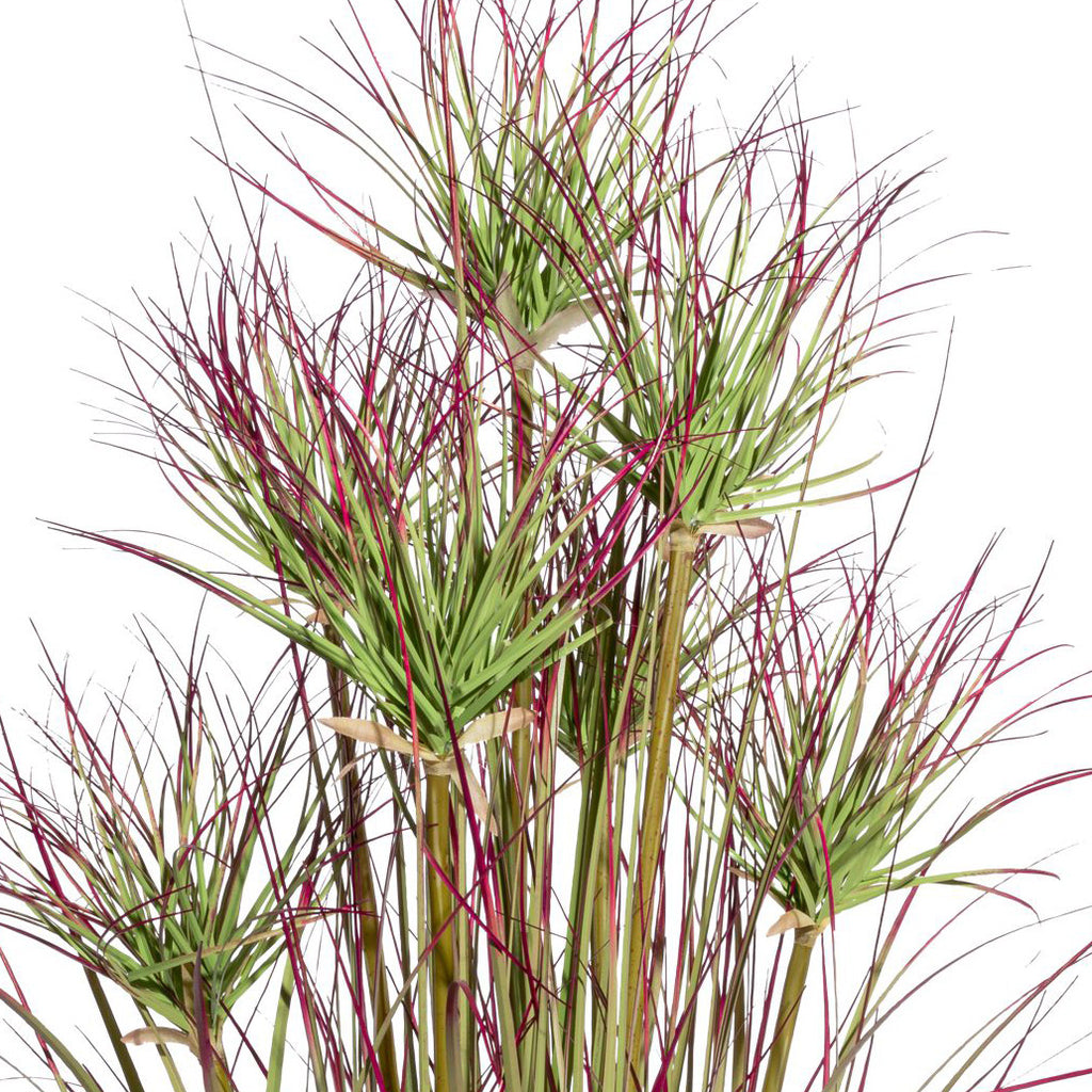 Zyperngrasbusch x7, ca 95cm gruenrot im Kunststofftopf schwarz 14x12,5cm