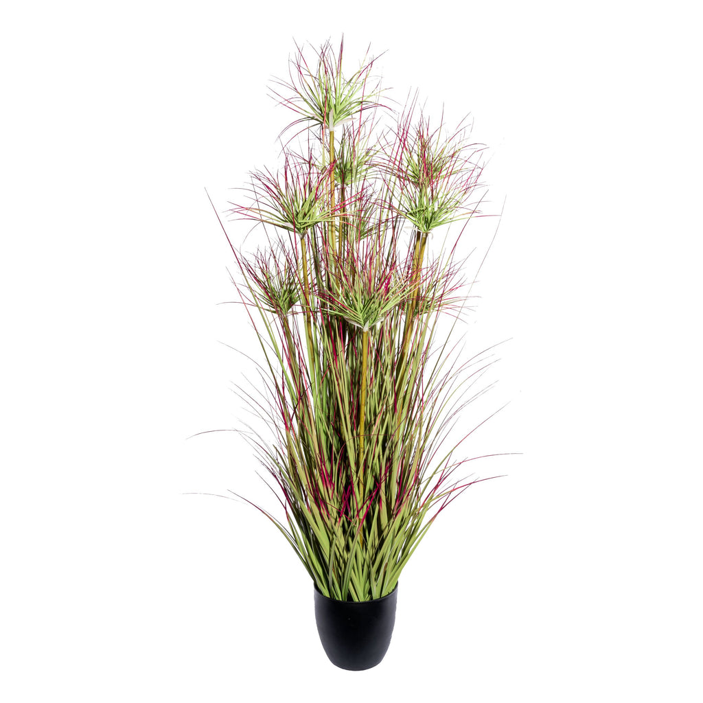 Zyperngrasbusch x9, ca 125cm gruenrot im Kunststofftopf schwarz 18x17cm