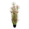 Zyperngrasbusch x9, ca 125cm gruenrot im Kunststofftopf schwarz 18x17cm