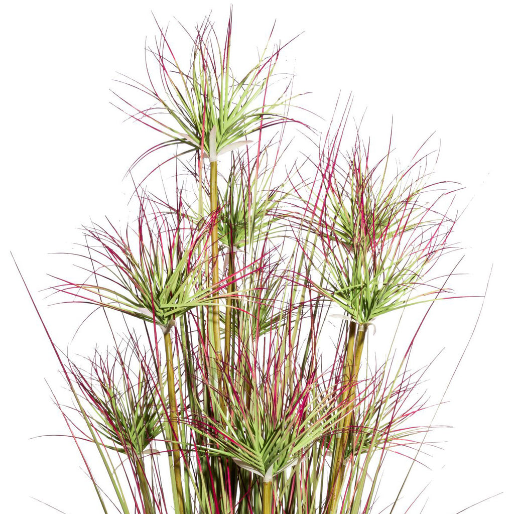 Zyperngrasbusch x9, ca 125cm gruenrot im Kunststofftopf schwarz 18x17cm