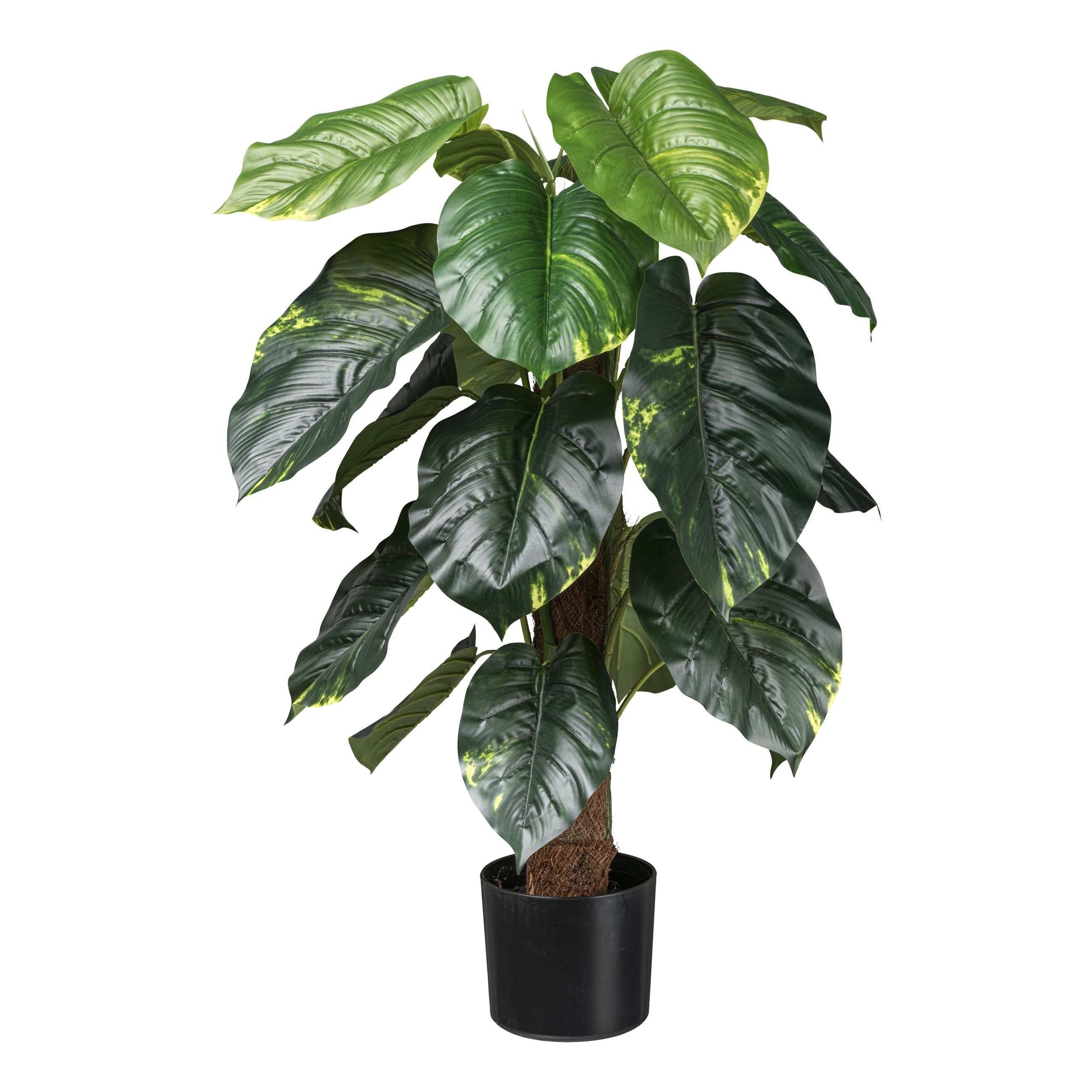 Philodendron scandens x18 Bl. 90cm gruen mit Cocosstamm, im Kunststofftopf 15x13cm mit Erde