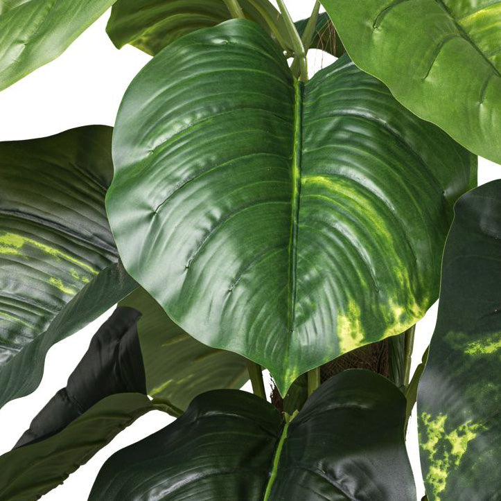 Philodendron scandens x18 Bl. 90cm gruen mit Cocosstamm, im Kunststofftopf 15x13cm mit Erde