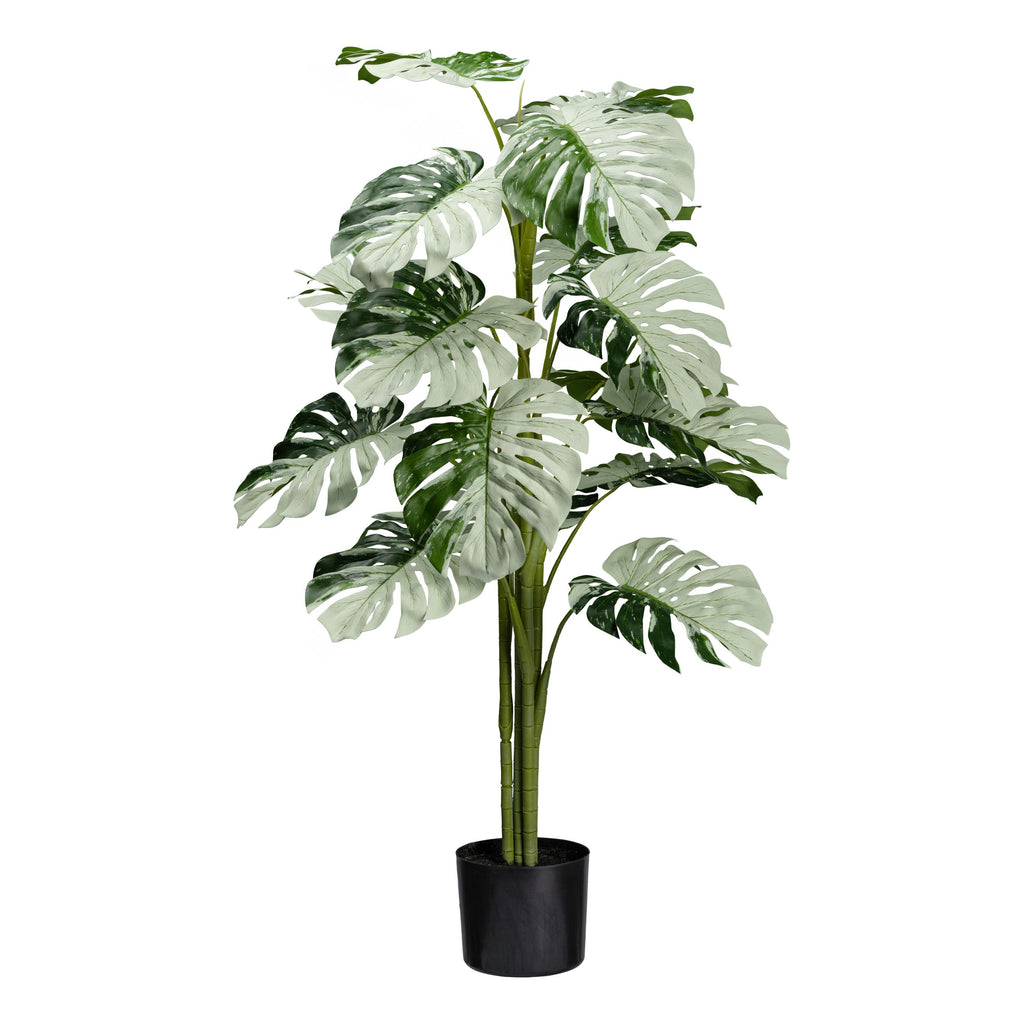 Monstera Variegata Halfmoon 16Bl., ca 115cm gruenweiss,im schwarzen Kunststofftopf 15x13cm mit Erde