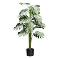 Monstera Variegata Halfmoon 16Bl., ca 115cm gruenweiss,im schwarzen Kunststofftopf 15x13cm mit Erde