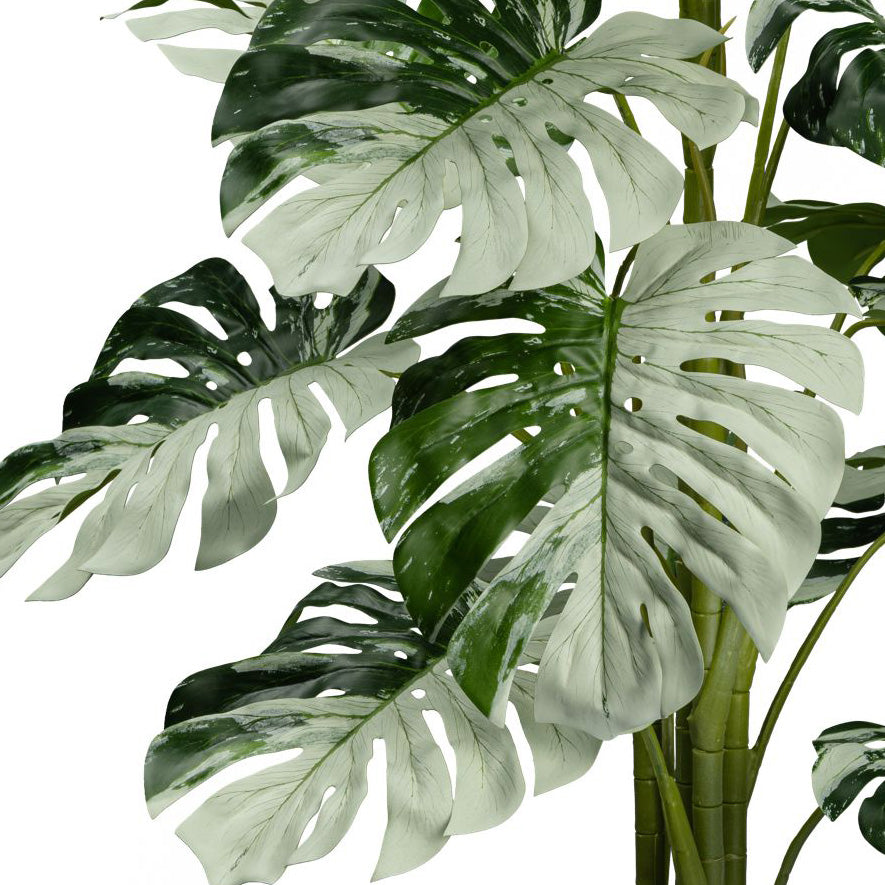 Monstera Variegata Halfmoon 16Bl., ca 115cm gruenweiss,im schwarzen Kunststofftopf 15x13cm mit Erde