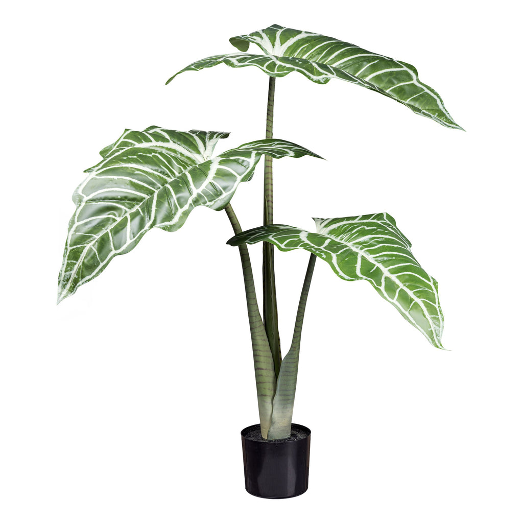 Colocasia white lava 3Bl., ca 130cm gruenweiss,im schwarzen Kunststofftopf 16,5x14,5cm mit Erde
