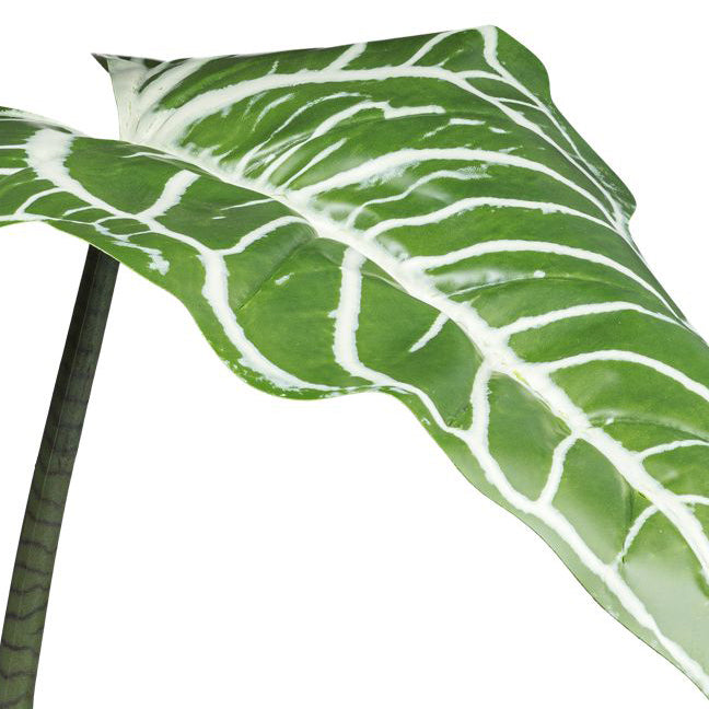 Colocasia white lava 3Bl., ca 130cm gruenweiss,im schwarzen Kunststofftopf 16,5x14,5cm mit Erde