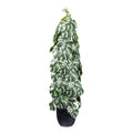 Splitphilodendron variegata x4, ca 90cm gruenweiss,im schwarzen Kunststofftopf 15,5x14,5cm mit Erde