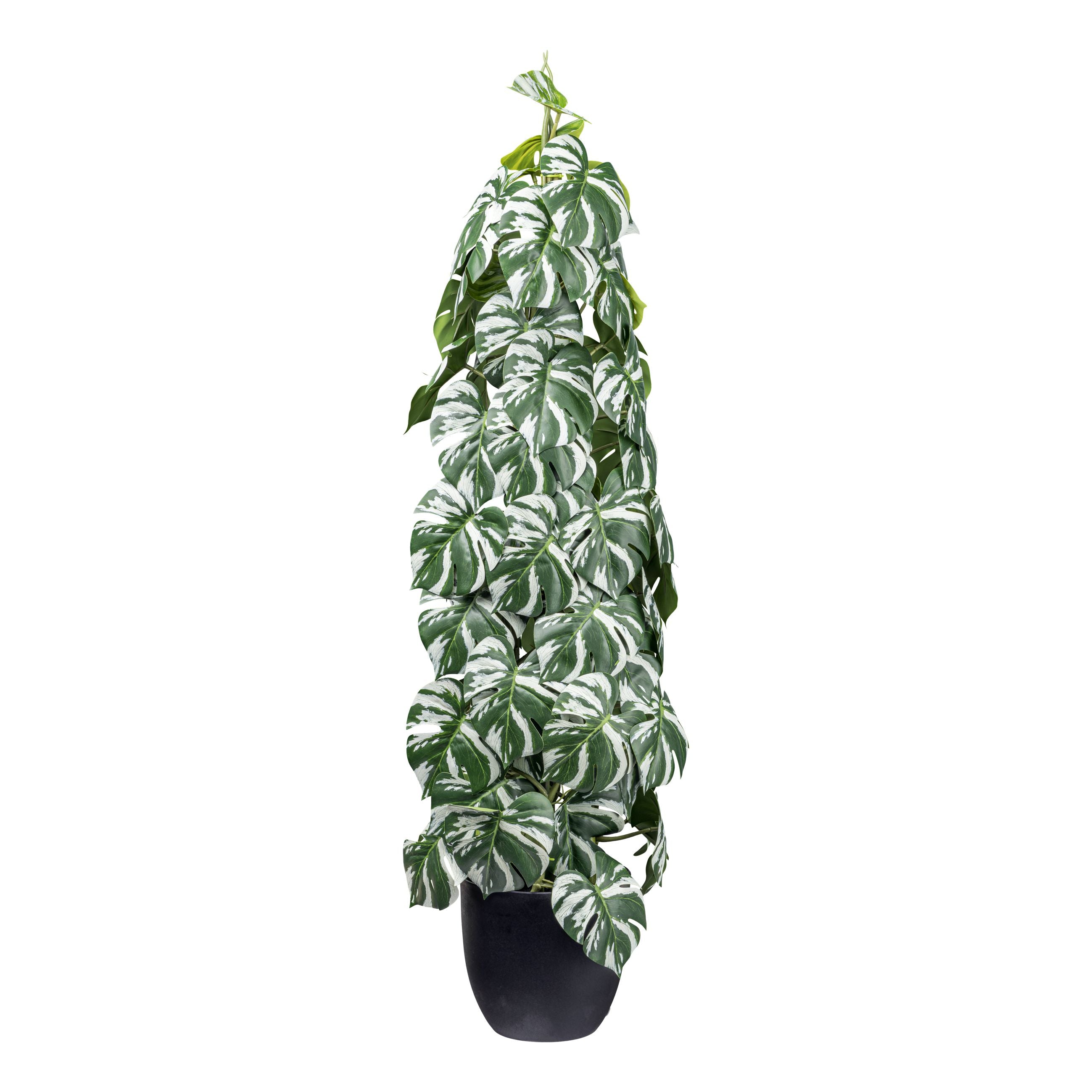 Splitphilodendron variegata x4, ca 90cm gruenweiss,im schwarzen Kunststofftopf 15,5x14,5cm mit Erde