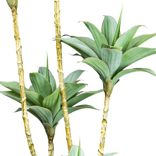 Agave x5, 160cm gruengrau im Kunststofftopf 20x17cm mit Erde