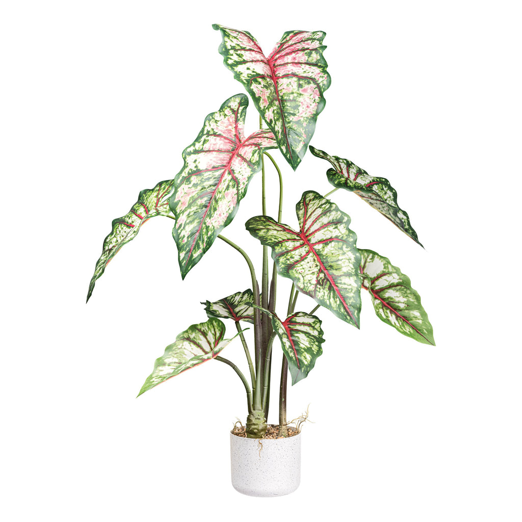Syngonium x9, ca 100cm gruenrot, im weissen Melamintopf 15x13cm mit Erde