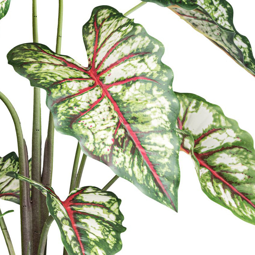 Syngonium x9, ca 100cm gruenrot, im weissen Melamintopf 15x13cm mit Erde