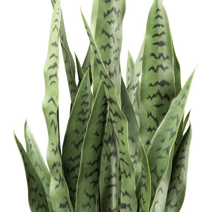 Sansevieria, 90cm gruen, im Kunststofftopf 18x16cm