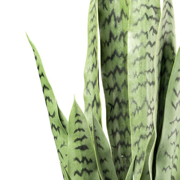 Sansevieria, 110cm gruen, im Kunststofftopf 19x17cm