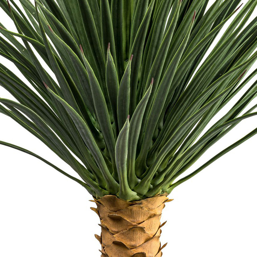 Yucca rostrata Stamm, ca 85cm gruen, im Kunststofftopf 16,5x14,5cm