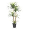 Dracaena x5, ca 160cm gruen im Kunststofftopf 24,5x25,5cm