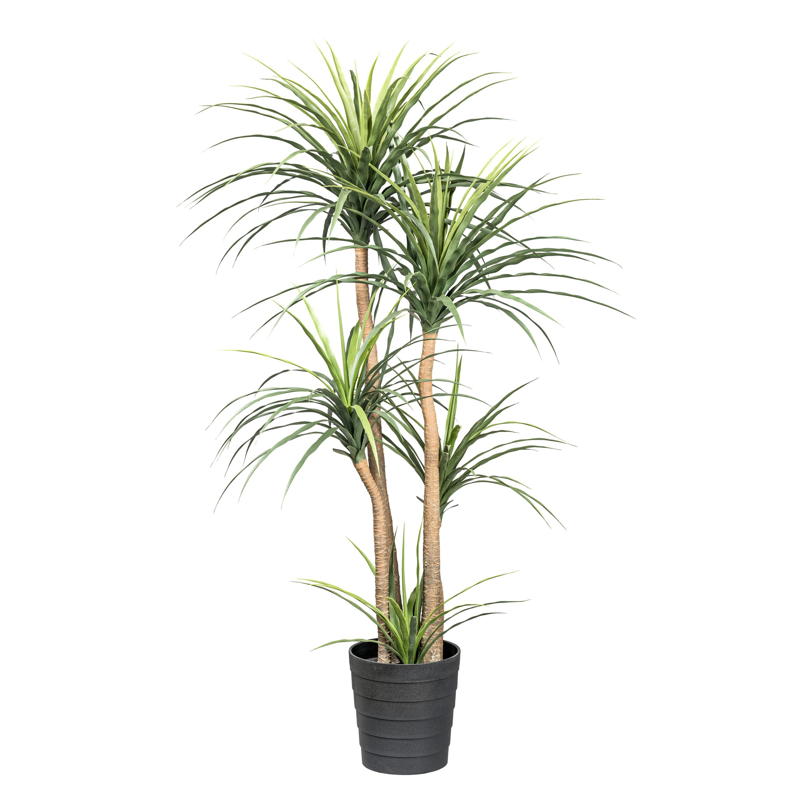 Dracaena x5, ca 160cm gruen im Kunststofftopf 24,5x25,5cm
