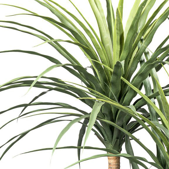 Dracaena x5, ca 160cm gruen im Kunststofftopf 24,5x25,5cm