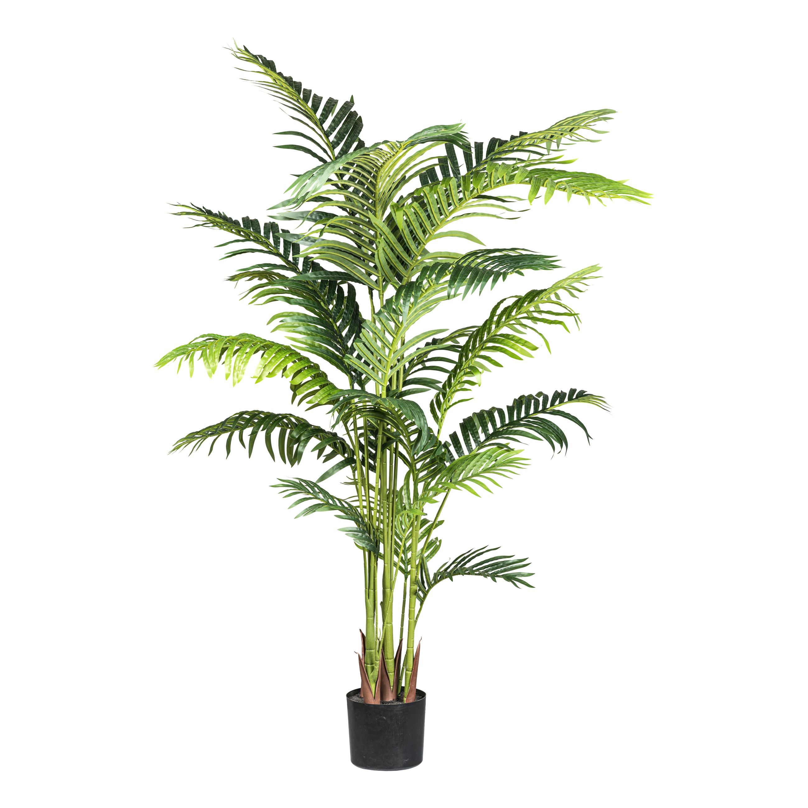Kentiapalme x17, ca 160cm gruen im Kunststofftopf 17x15cm