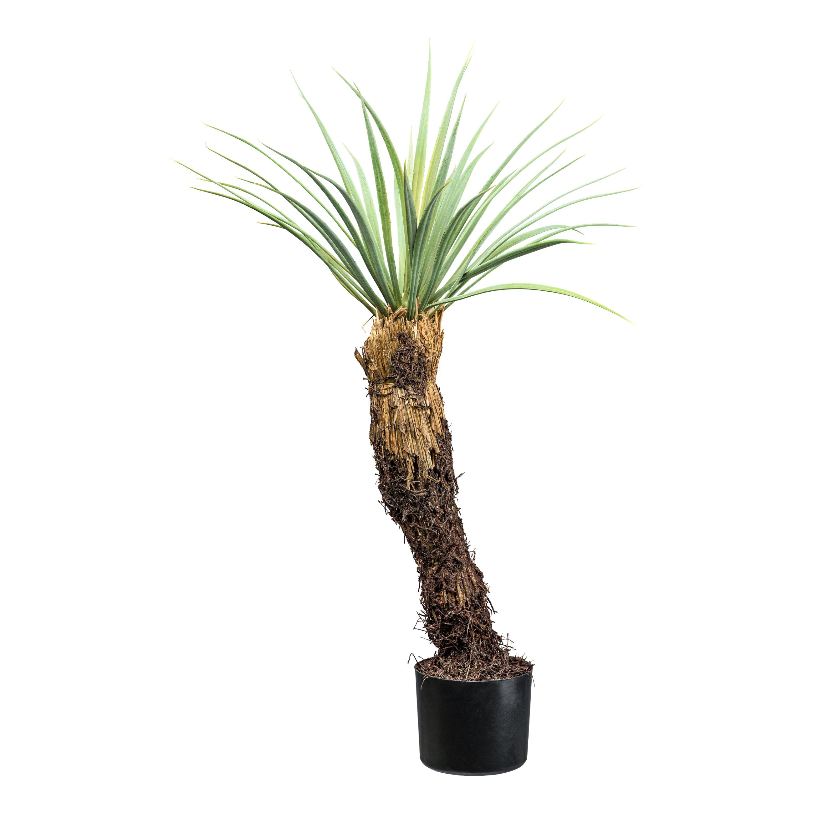 Yucca rostrata, ca 93cm graugruen, im Kunststofftopf 15x13cm, m.Erde
