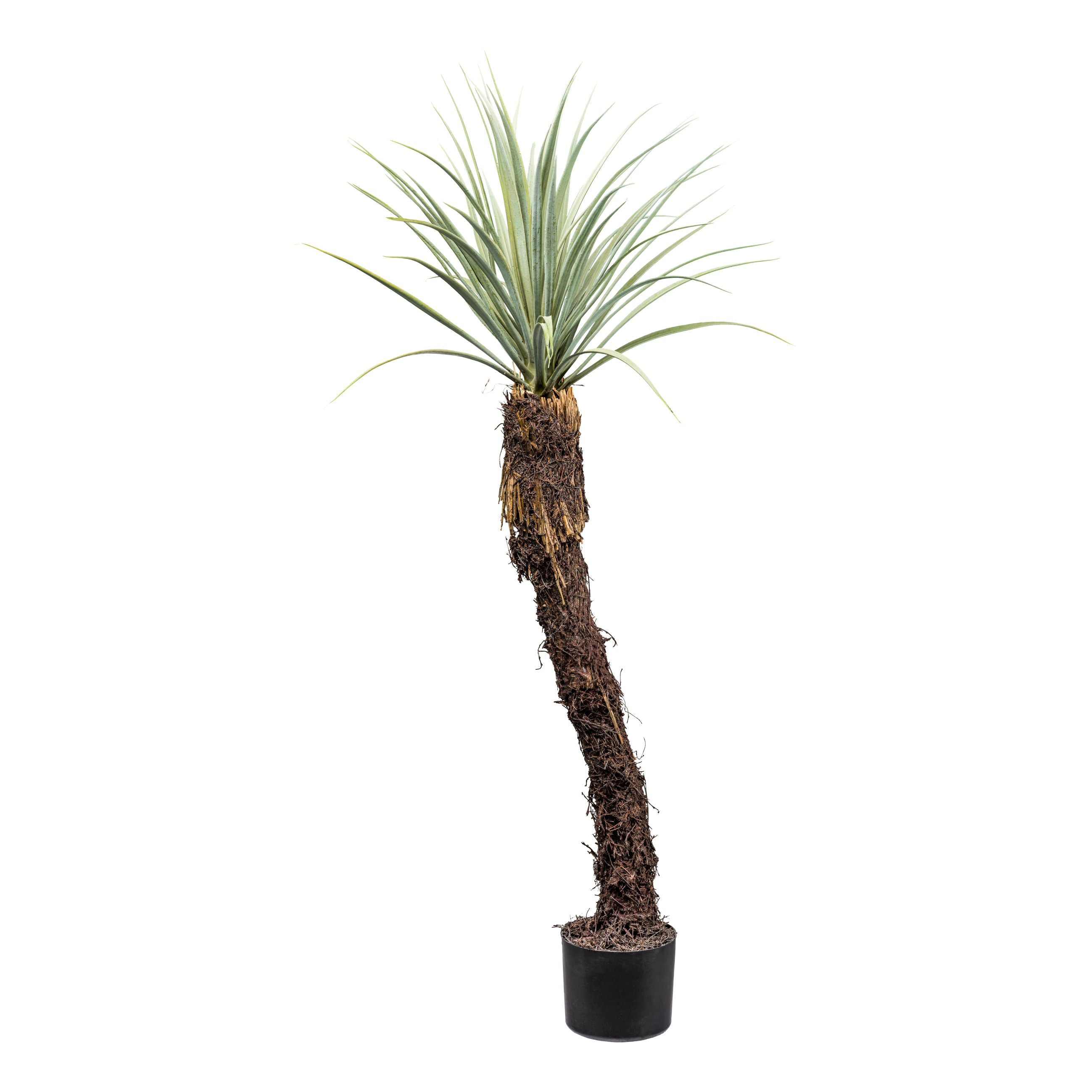 Yucca rostrata, ca 120cm graugruen, im Kunststofftopf 15x13cm, m.Erde