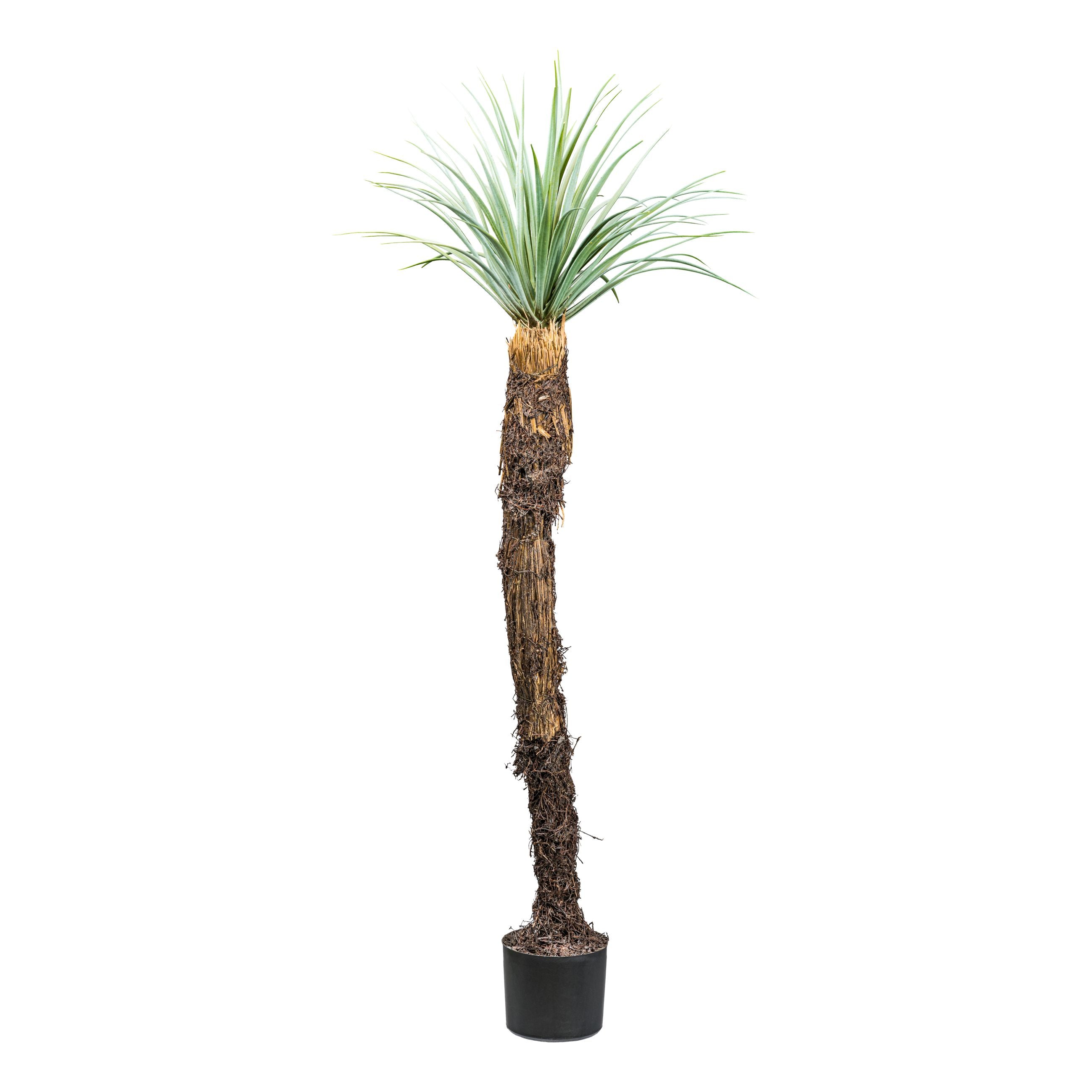 Yucca rostrata, ca 150cm graugruen, im Kunststofftopf 17x14,5cm, m.Erde