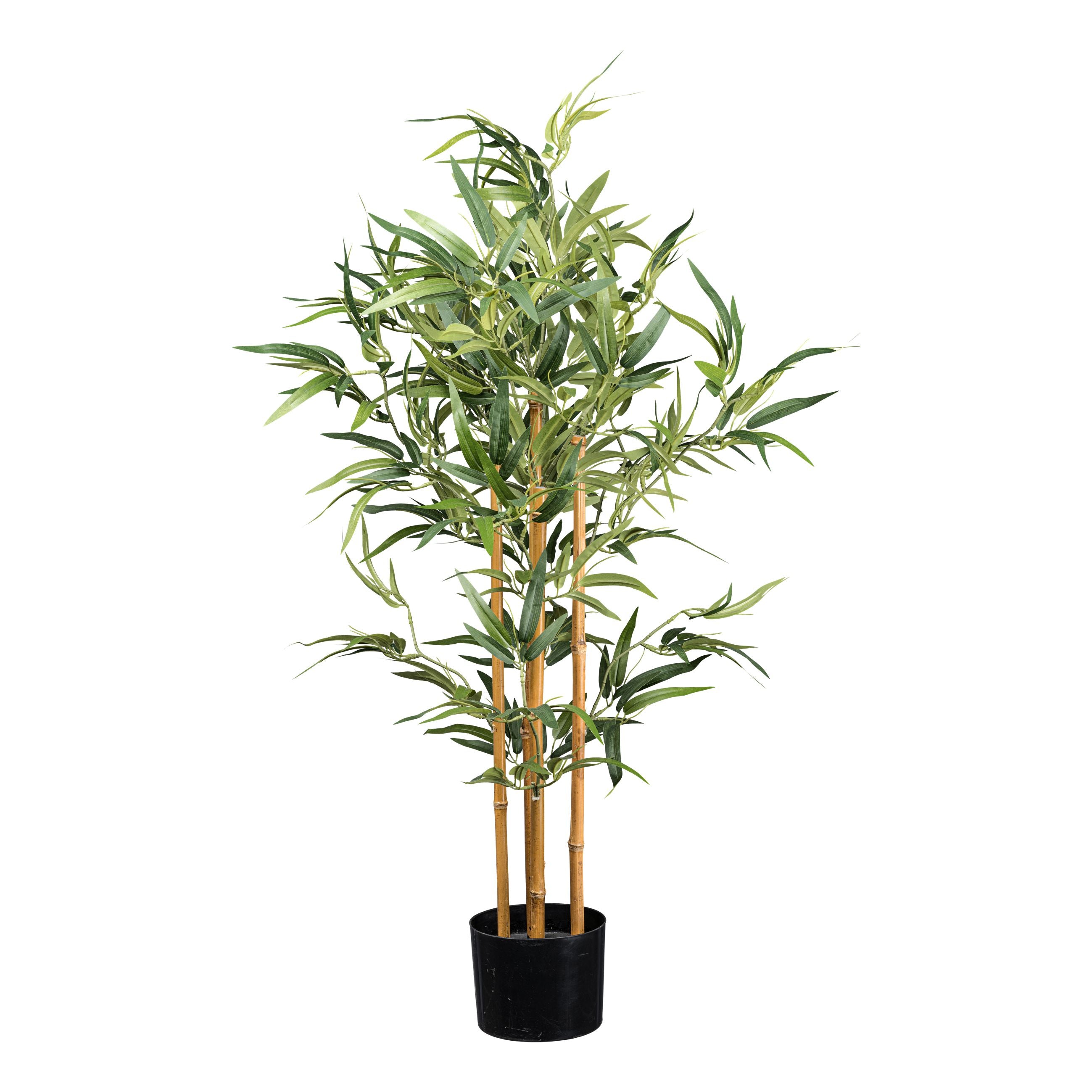 Bambus x5, 432 Bl. ca 105cm Naturstamm im Kunststofftopf 15x12cm