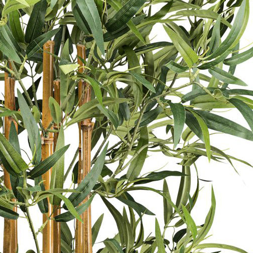 Bambus x6, 864 Bl. ca 155cm Naturstamm im Kunststofftopf 17x14,5cm