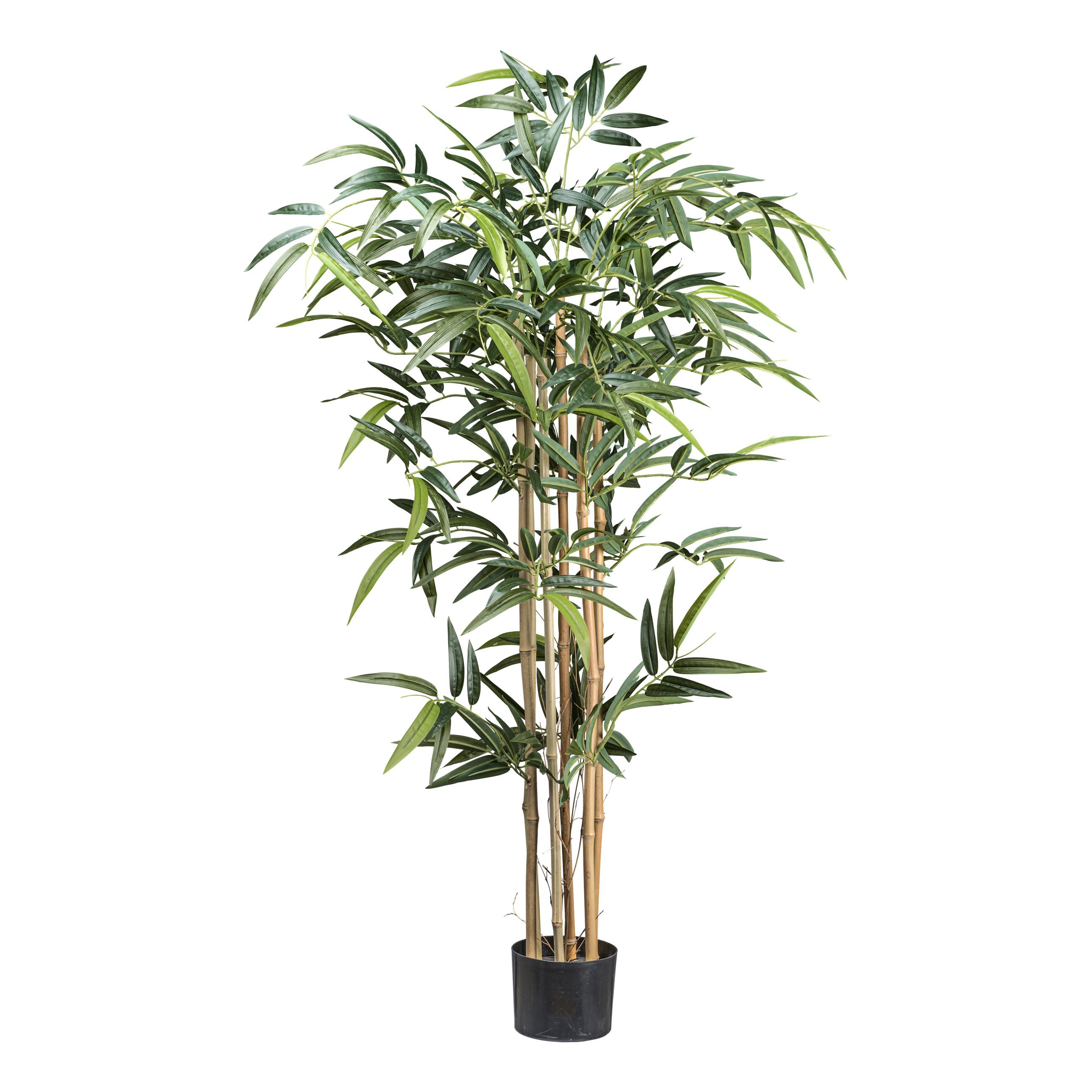 Bambus x6, 480 Bl. ca 130cm Naturstamm im Kunststofftopf 15x12cm