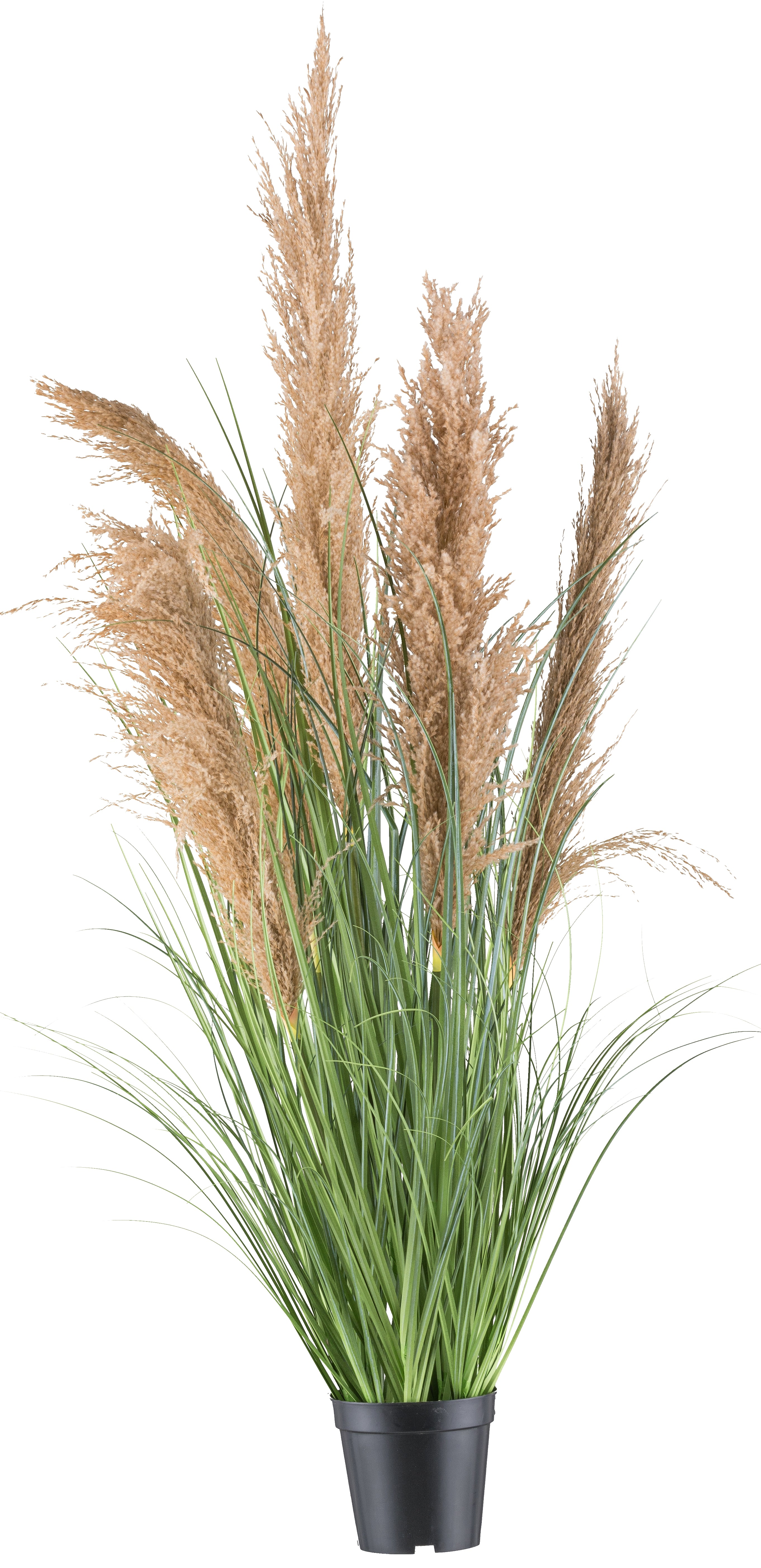 Natur-Schilfgras x5, 110cm mit Kunststoffgras gruen im Kunststofftopf 13x11,5cm