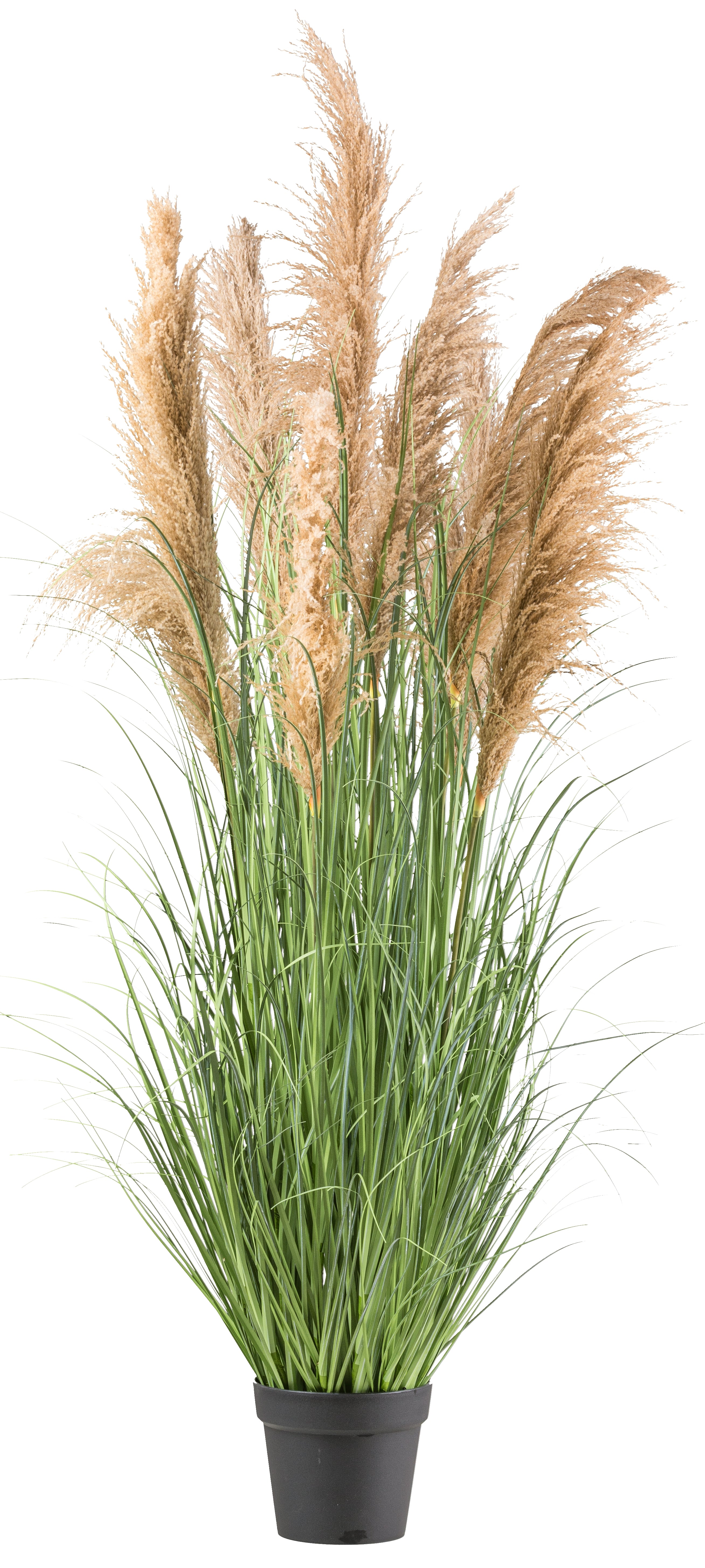 Natur-Schilfgras x9, 165cm mit Kunststoffgras gruen im Kunststofftopf 20x17cm