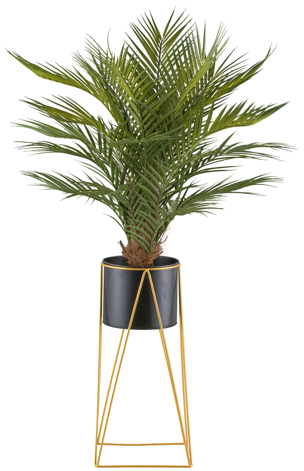 Arecapalme x21, ca 110cm gruen im Metalltopf 19x16cm mit Erde, auf Metallstaender 49cm