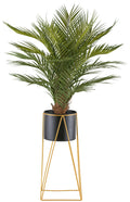 Arecapalme x21, ca 110cm gruen im Metalltopf 19x16cm mit Erde, auf Metallstaender 49cm