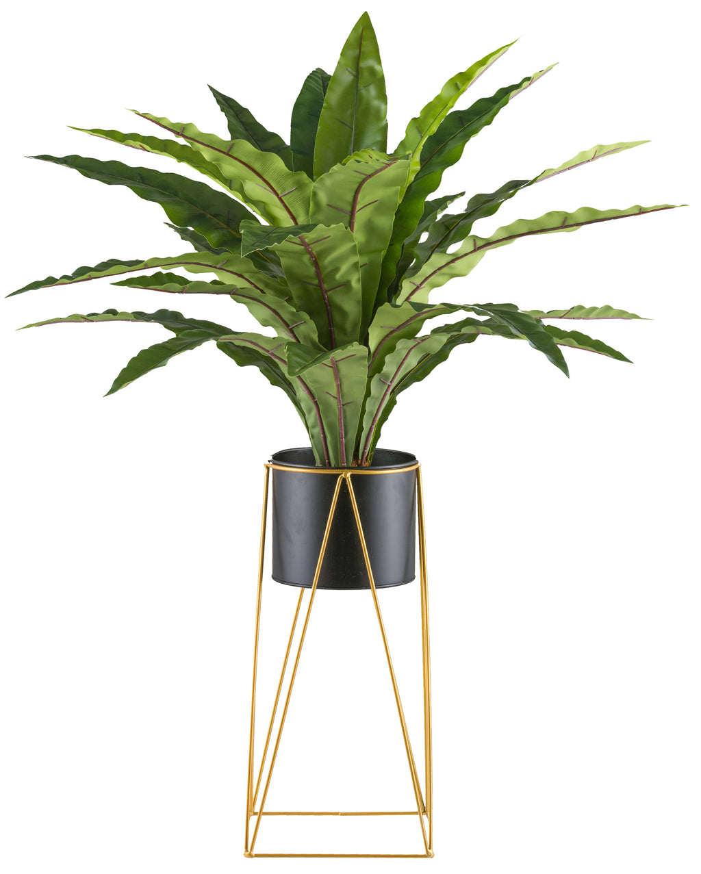 Asplenium x24, ca 105cm gruen im Metalltopf 19x16cm mit Erde, auf Metallrack 49cm