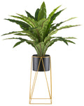 Asplenium x24, ca 105cm gruen im Metalltopf 19x16cm mit Erde, auf Metallrack 49cm