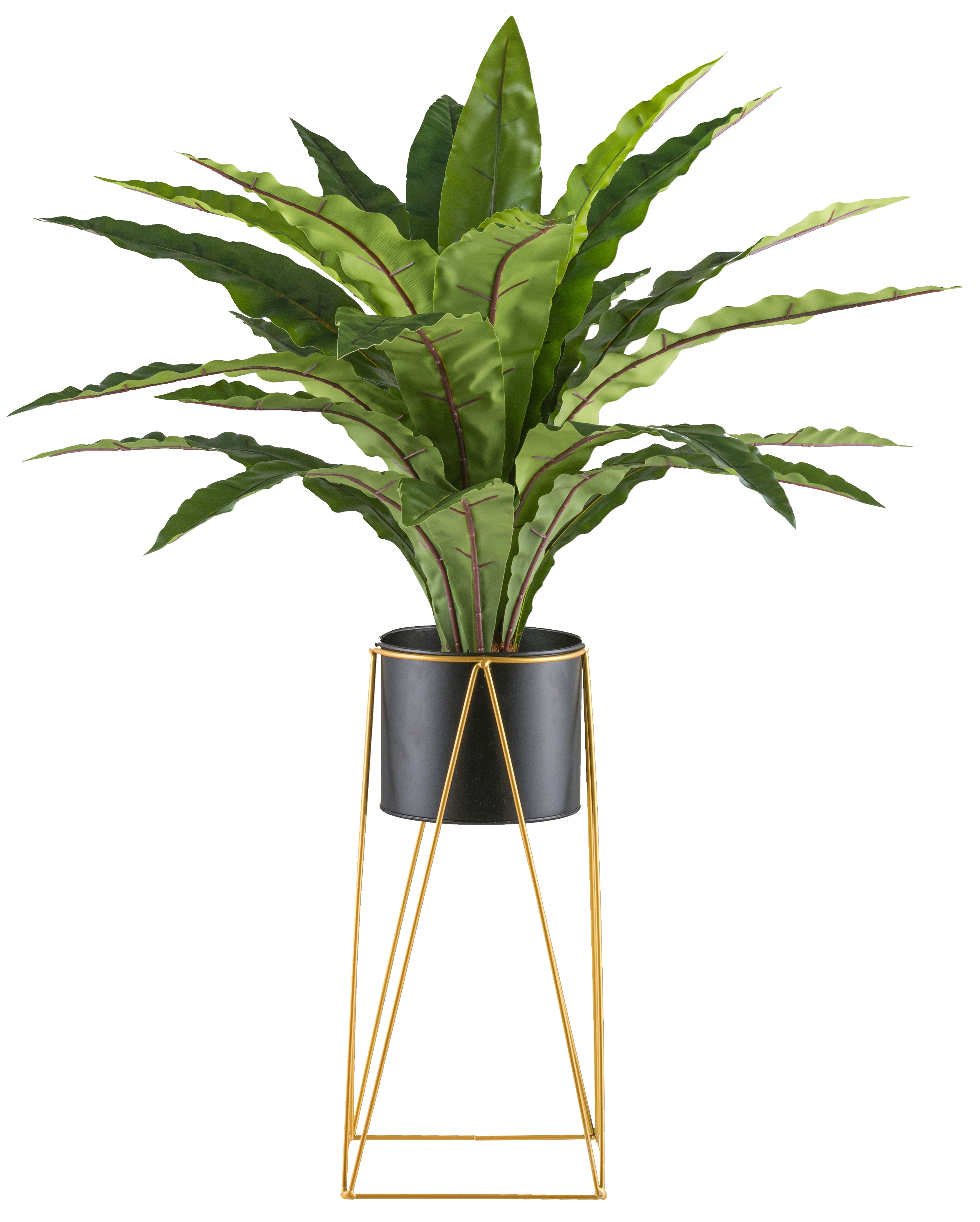 Asplenium x24, ca 105cm gruen im Metalltopf 19x16cm mit Erde, auf Metallrack 49cm
