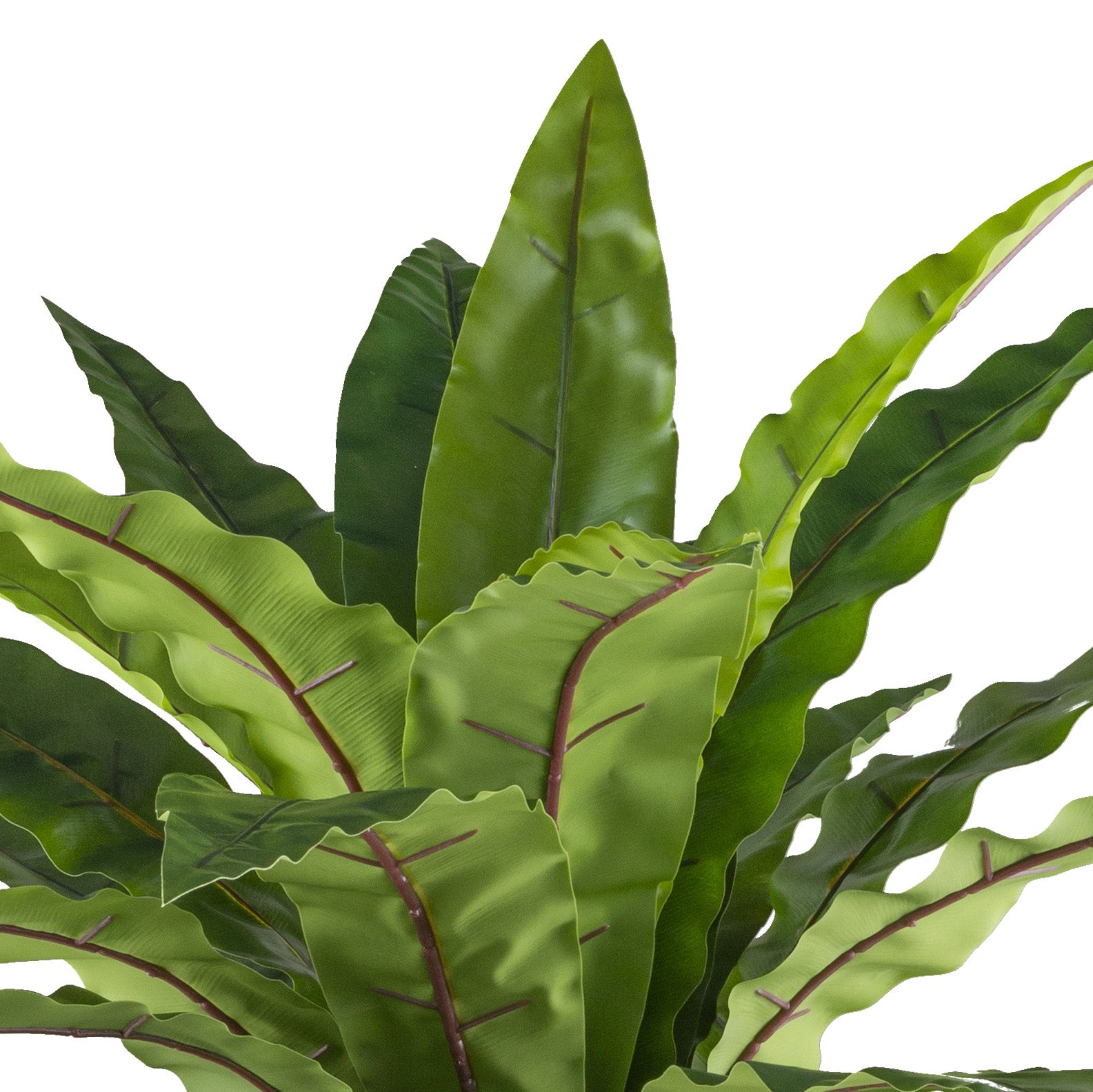 Asplenium x24, ca 105cm gruen im Metalltopf 19x16cm mit Erde, auf Metallrack 49cm