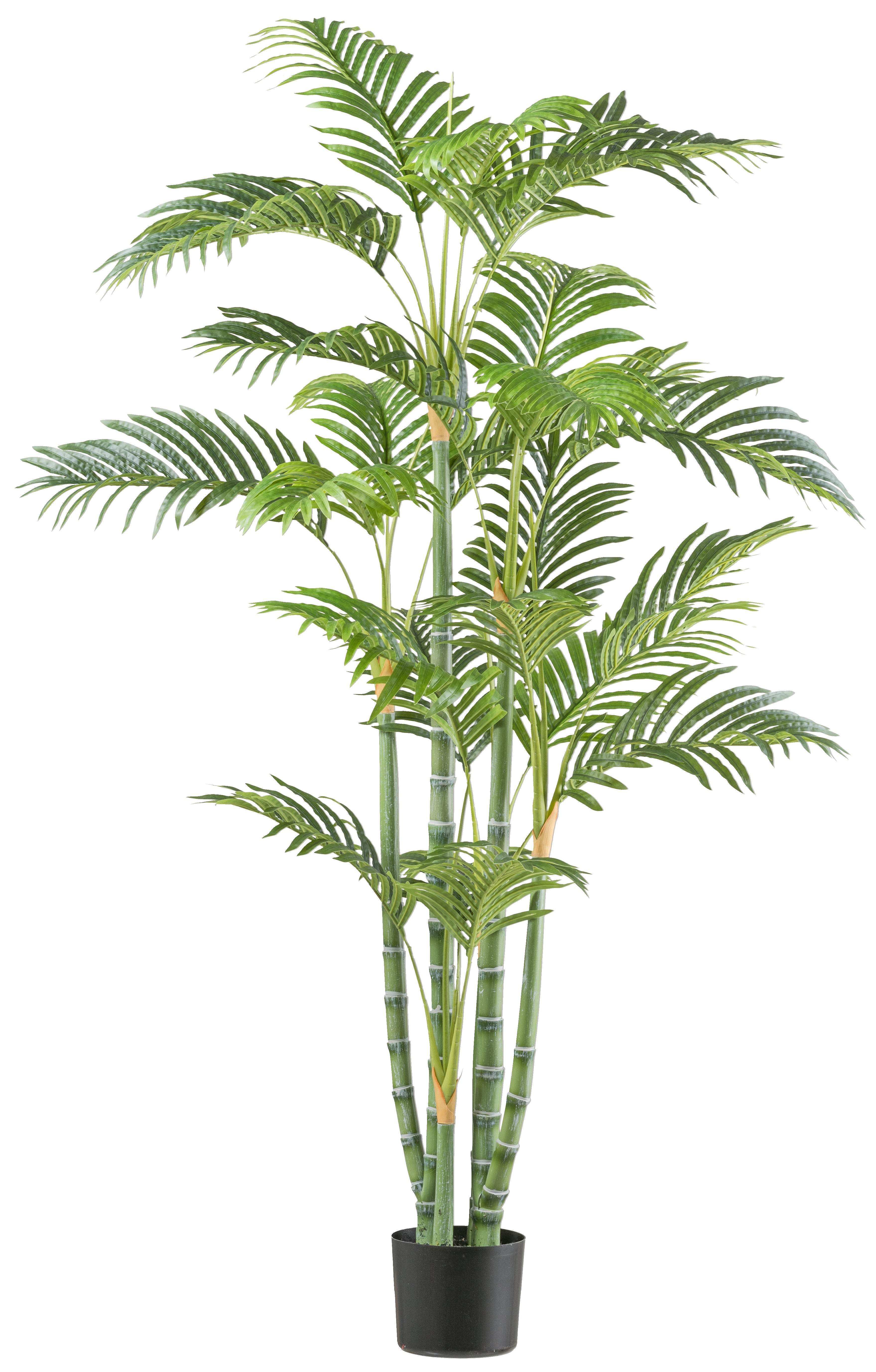 Bambuspalme x6, 24 Wedel, 155cm gruen, im Kunststofftopf 14,5x12,5cm, mit Erde