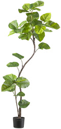 Ficus umbellata 160cm, gruen, im schwarzen Kunststofftopf 15x13cm mit Erde
