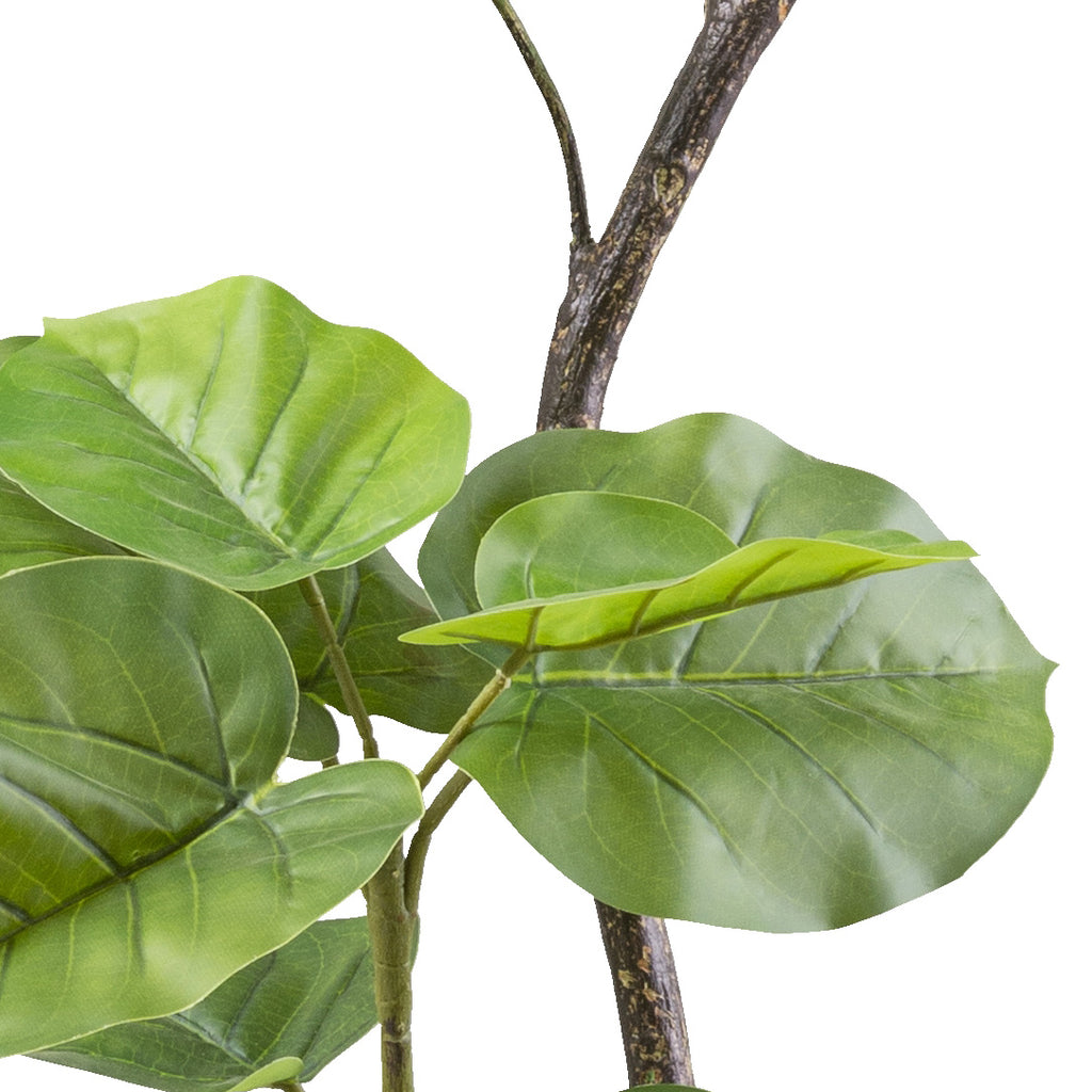 Ficus umbellata 160cm, gruen, im schwarzen Kunststofftopf 15x13cm mit Erde