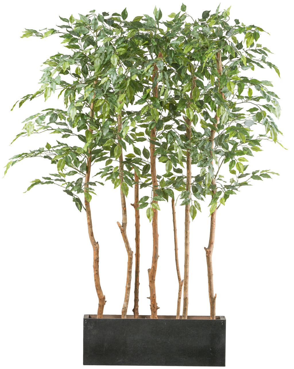 Ficus Benjamina Raumteiler x5 150cm, gruen, im Holzkasten 58x12x20cm